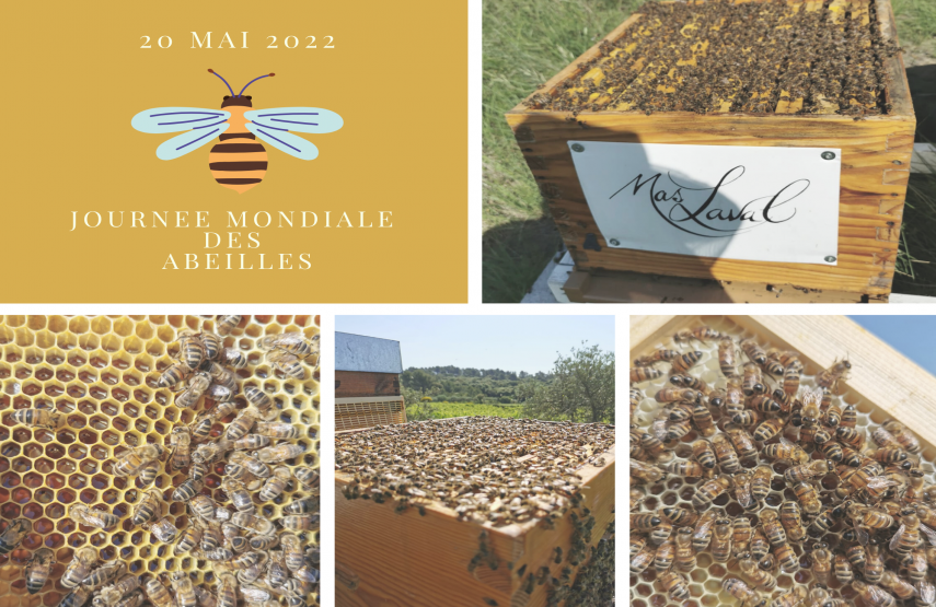 Les ruches du Mas Laval